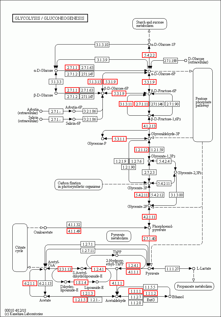 KEGG PATHWAY: Glycolysis / Gluconeogenesis - Reference pathway