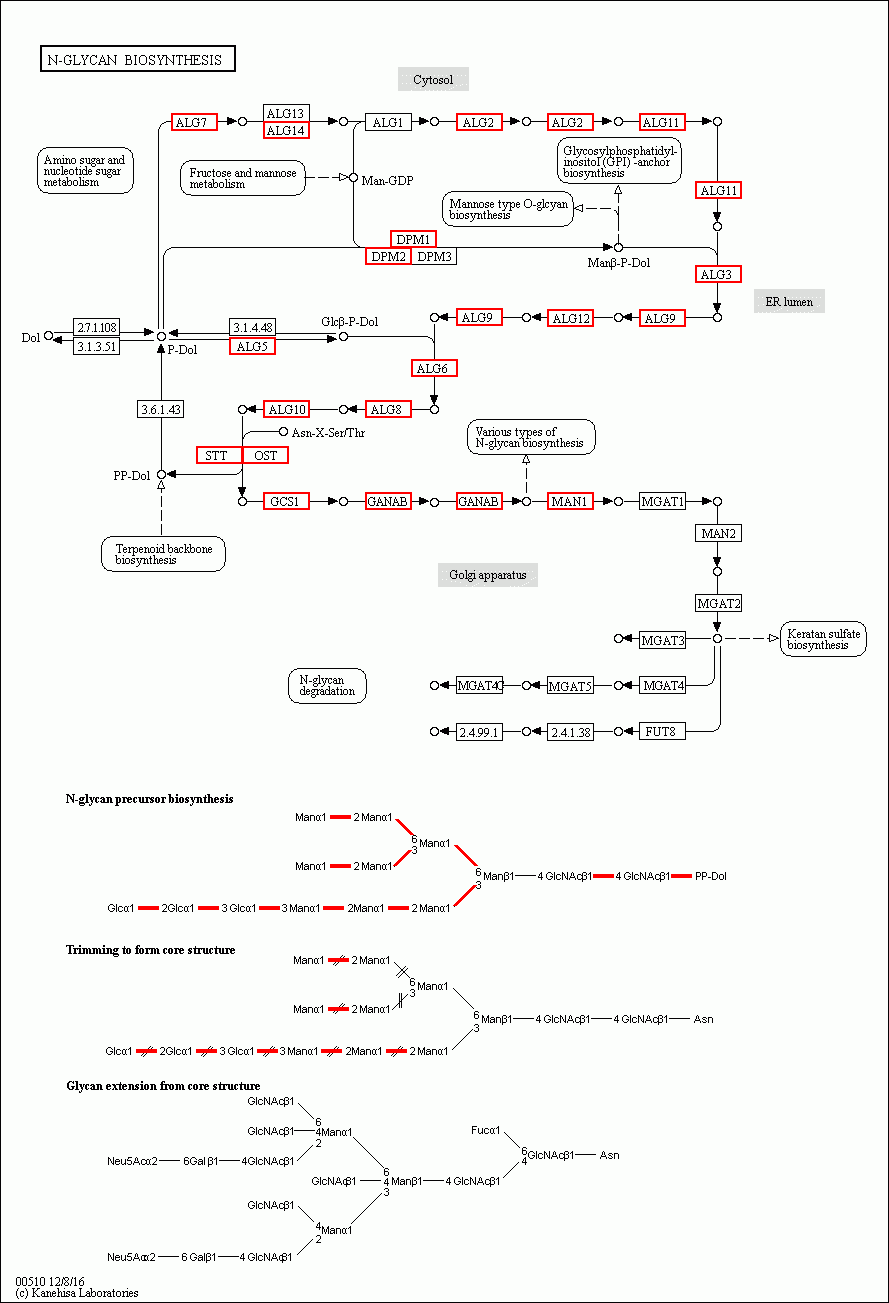 KEGG PATHWAY: N-Glycan biosynthesis - Reference pathway