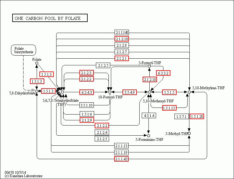 KEGG PATHWAY: One carbon pool by folate - Reference pathway