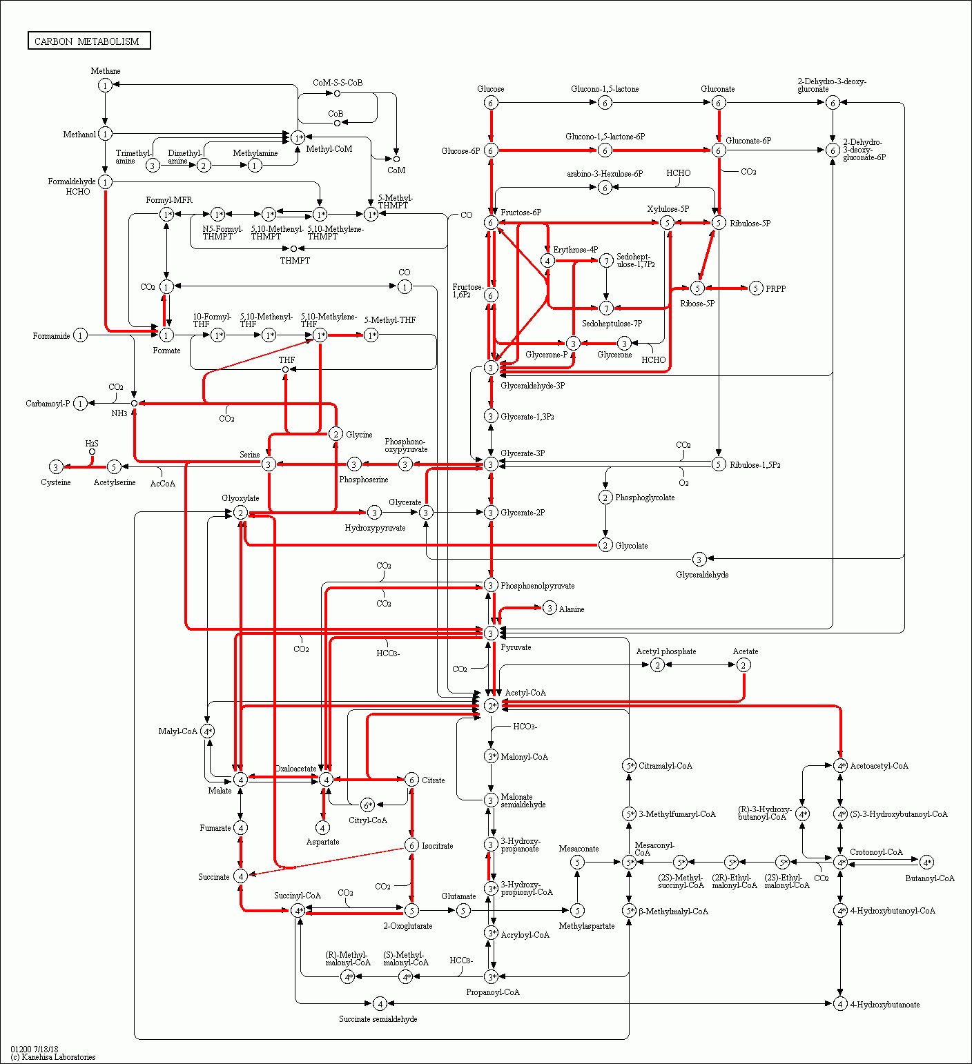 KEGG PATHWAY: Carbon metabolism - Reference pathway
