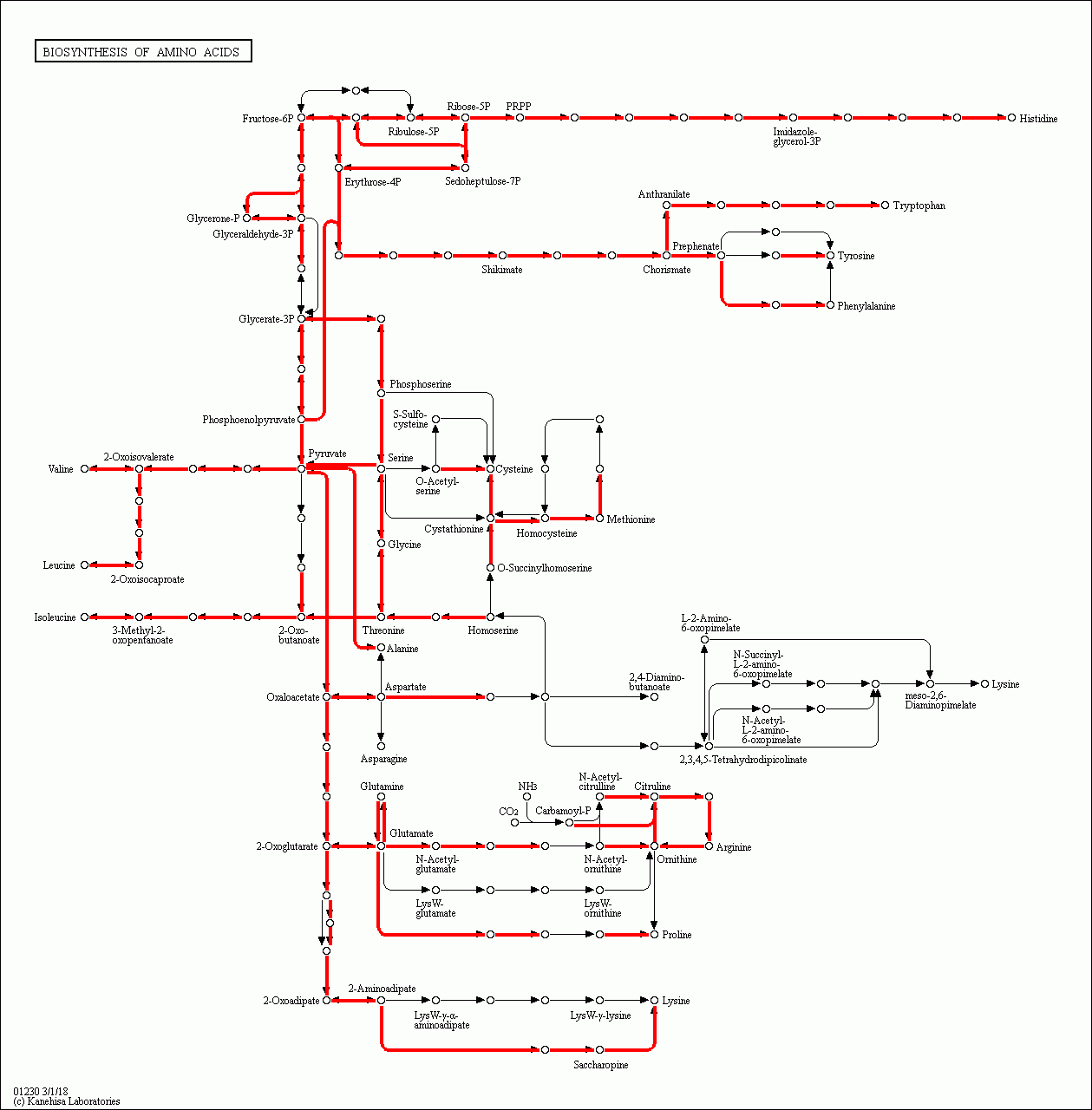 KEGG PATHWAY: Biosynthesis of amino acids - Reference pathway