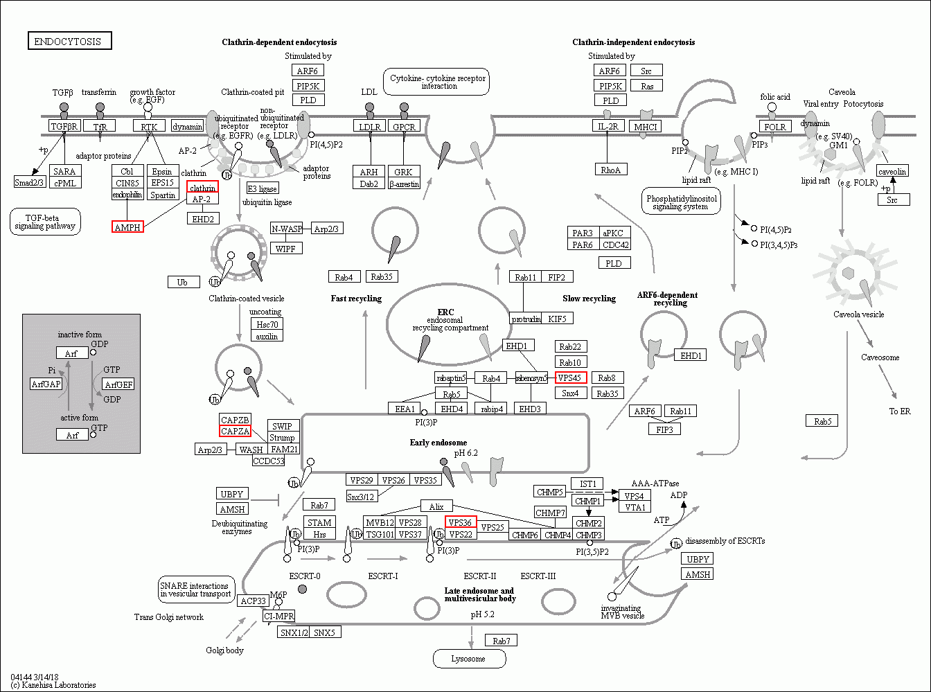 KEGG PATHWAY: Endocytosis - Reference pathway