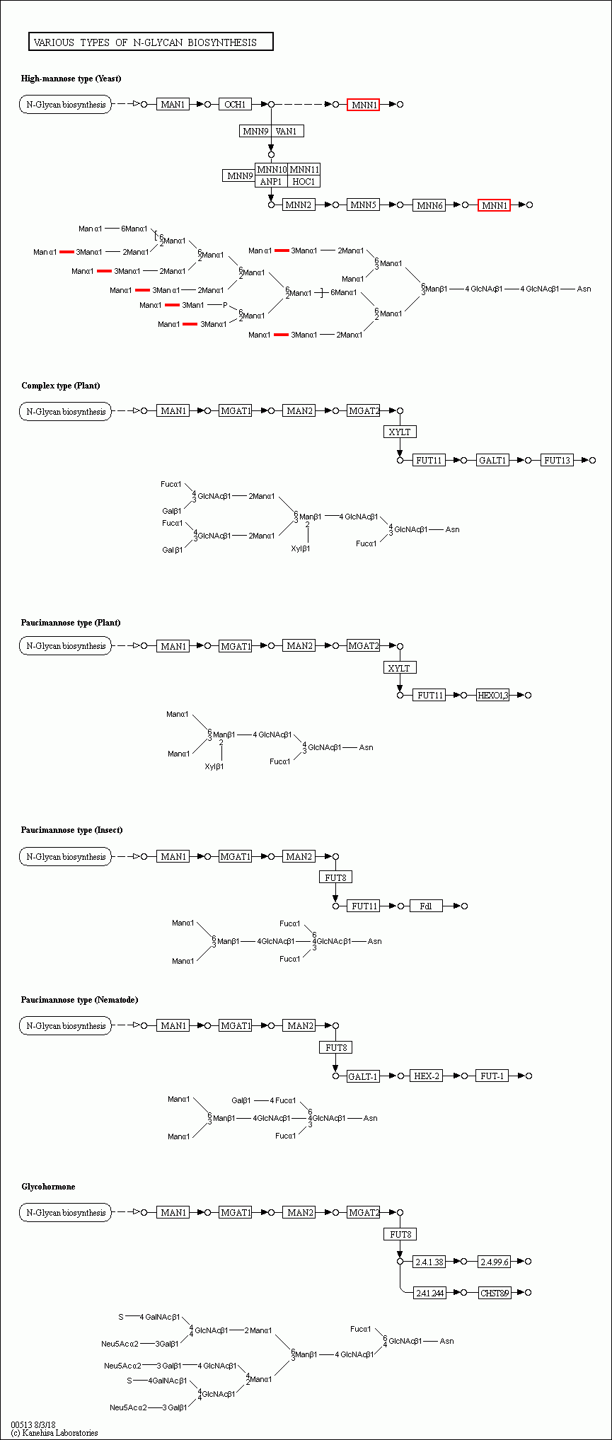 Kegg pathway various types of n glycan biosynthesis reference pathway