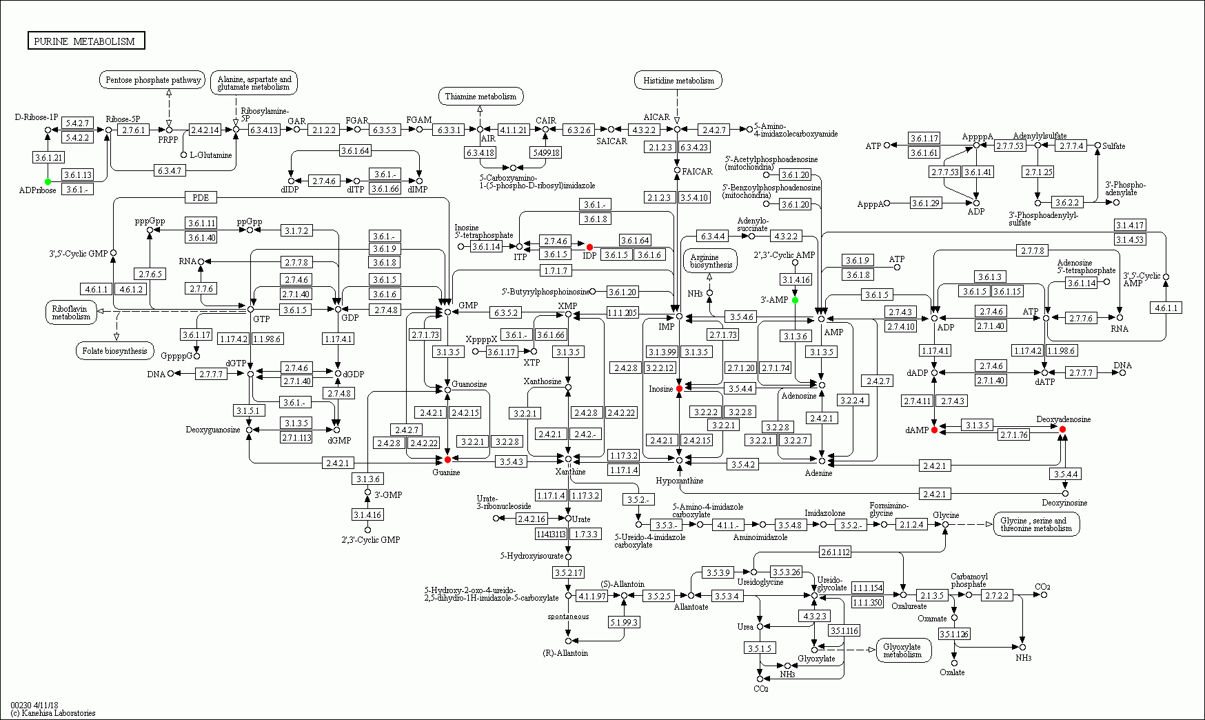 KEGG PATHWAY: Purine metabolism - Reference pathway