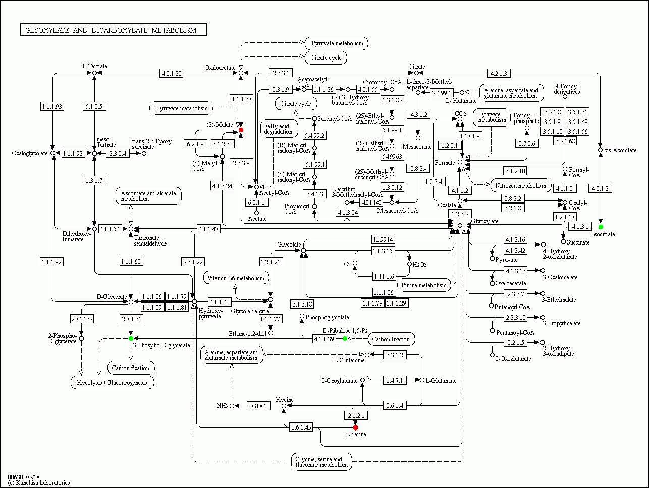 KEGG PATHWAY: Glyoxylate and dicarboxylate metabolism - Reference pathway