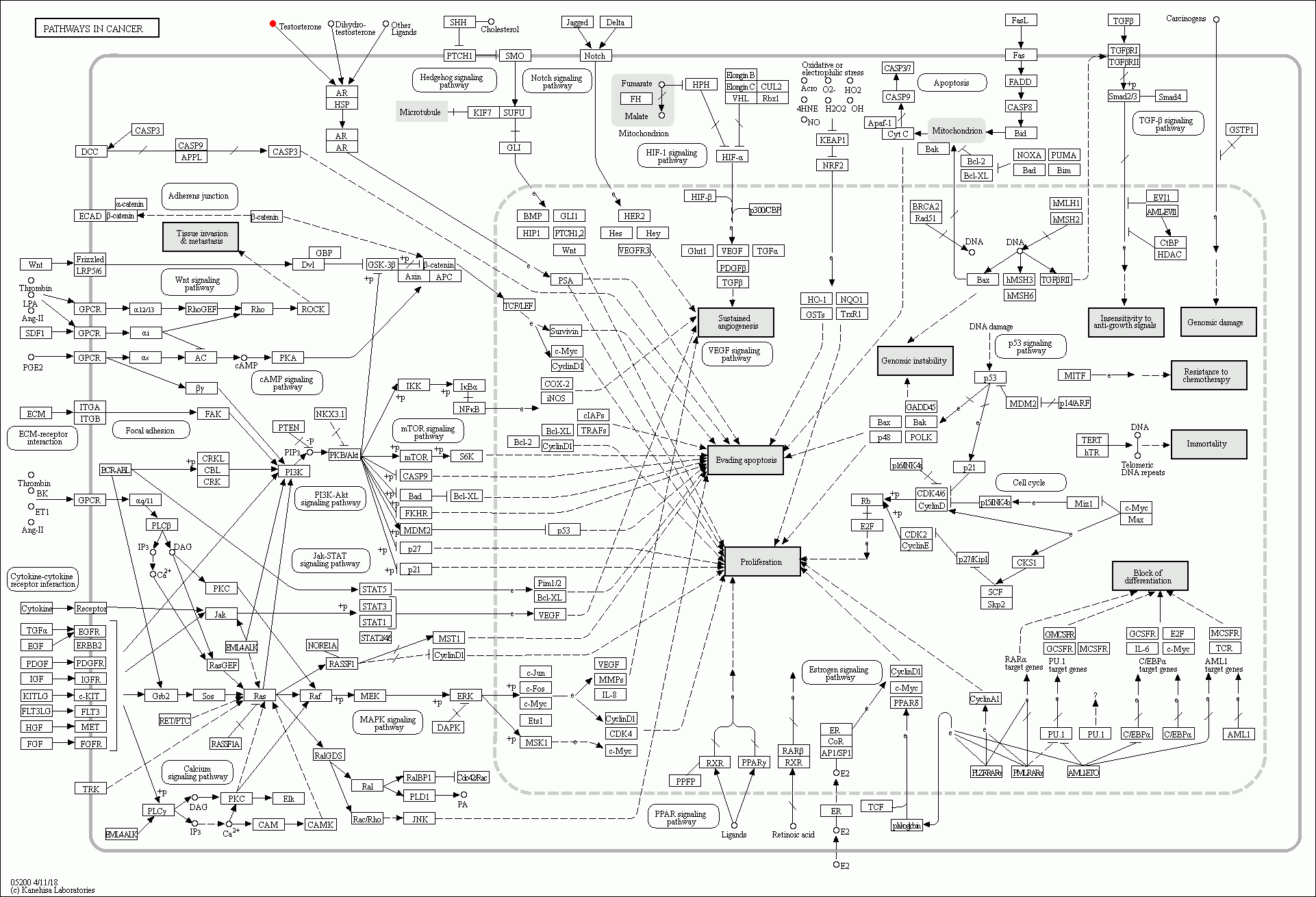 KEGG PATHWAY: Pathways in cancer - Reference pathway