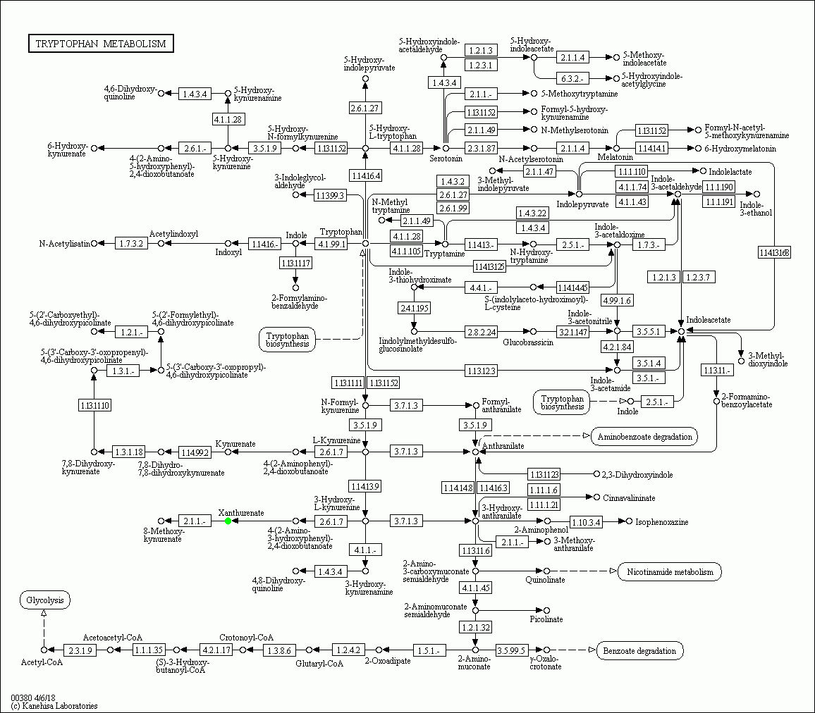 KEGG PATHWAY: Tryptophan metabolism - Reference pathway
