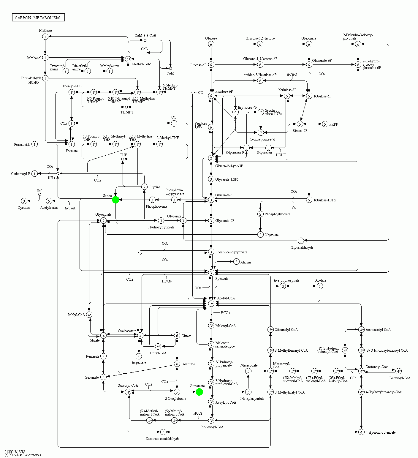 KEGG PATHWAY: Carbon metabolism - Reference pathway