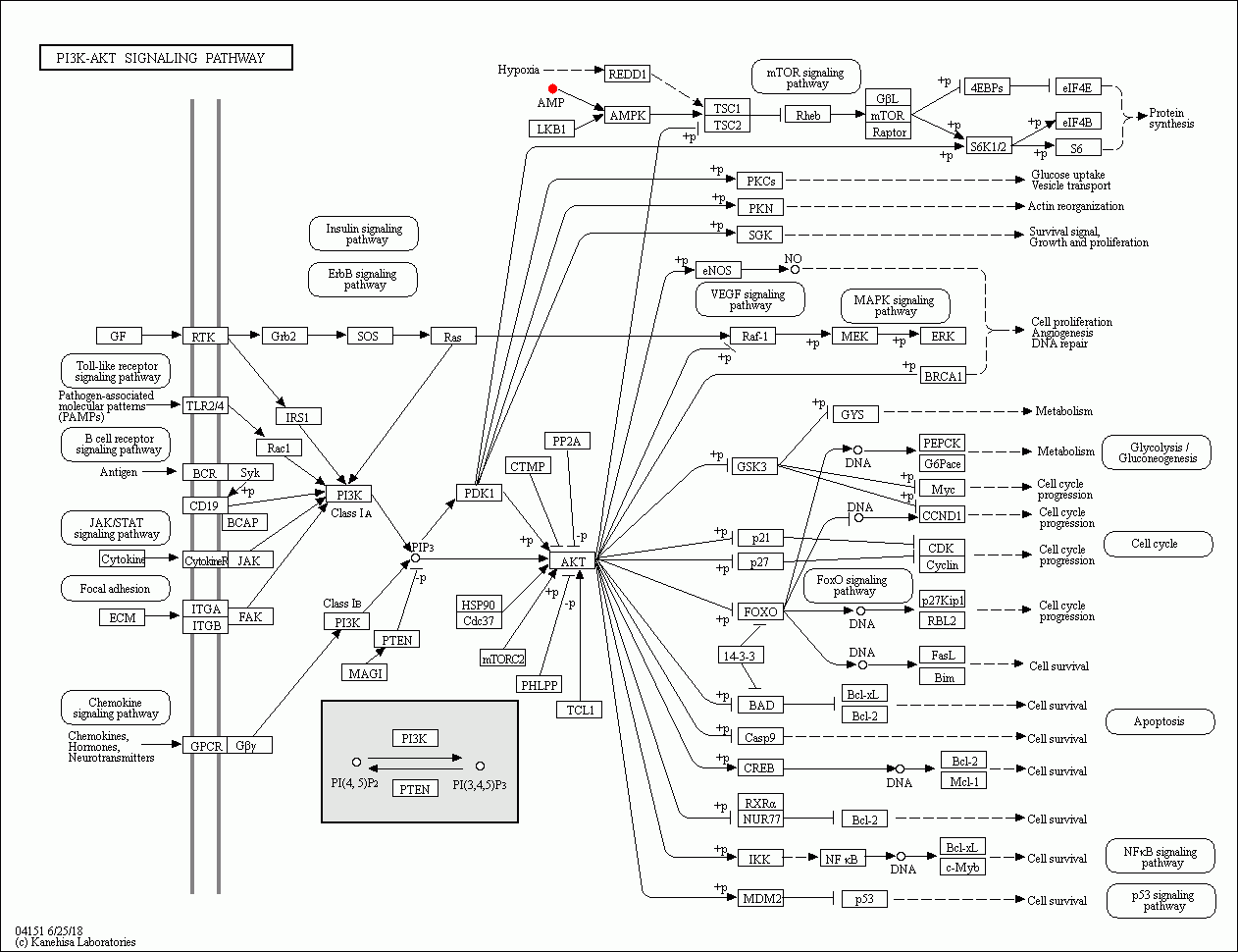 KEGG PATHWAY: PI3K-Akt signaling pathway - Reference pathway