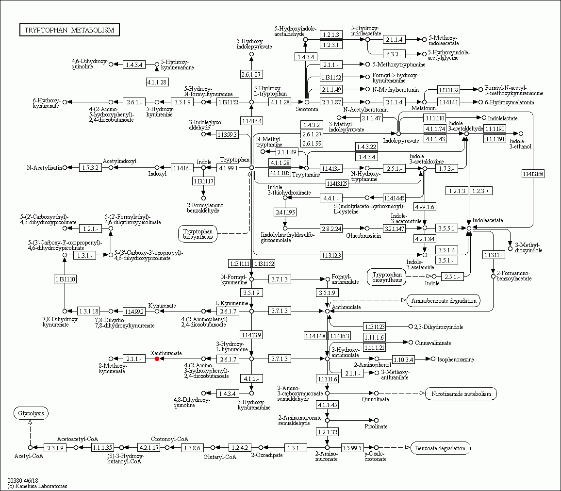KEGG PATHWAY: Tryptophan metabolism - Reference pathway
