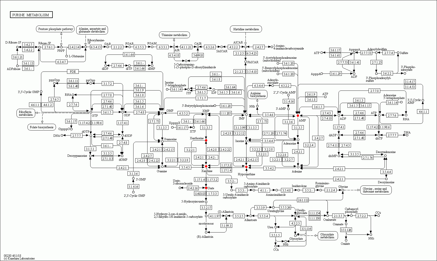 KEGG PATHWAY: Purine metabolism - Reference pathway