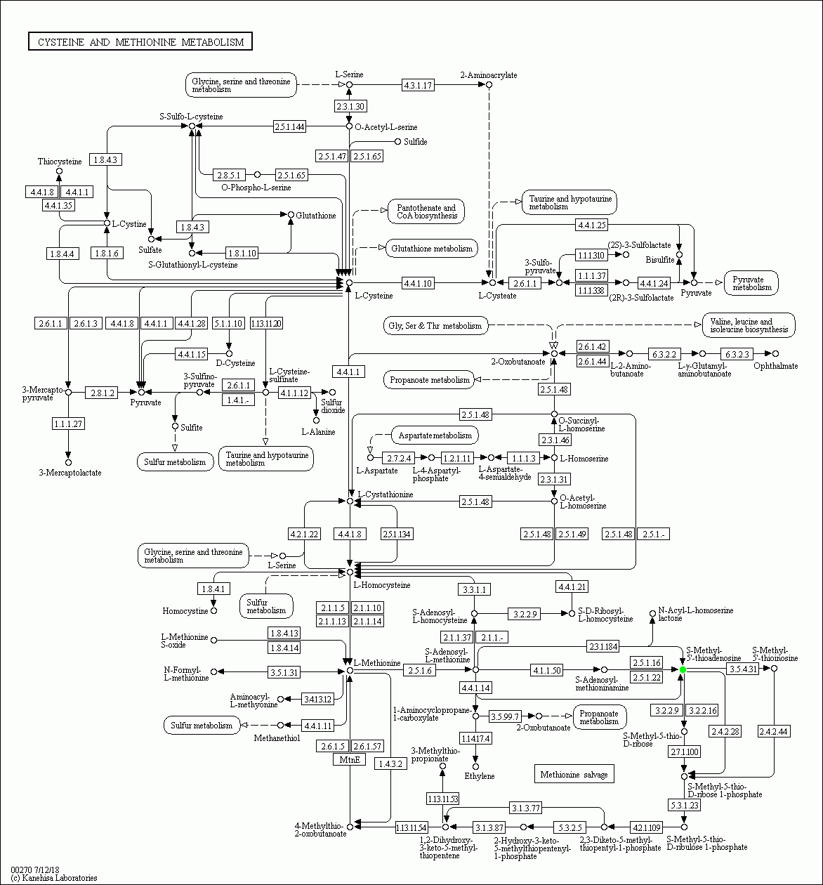 KEGG PATHWAY: Cysteine and methionine metabolism - Reference pathway