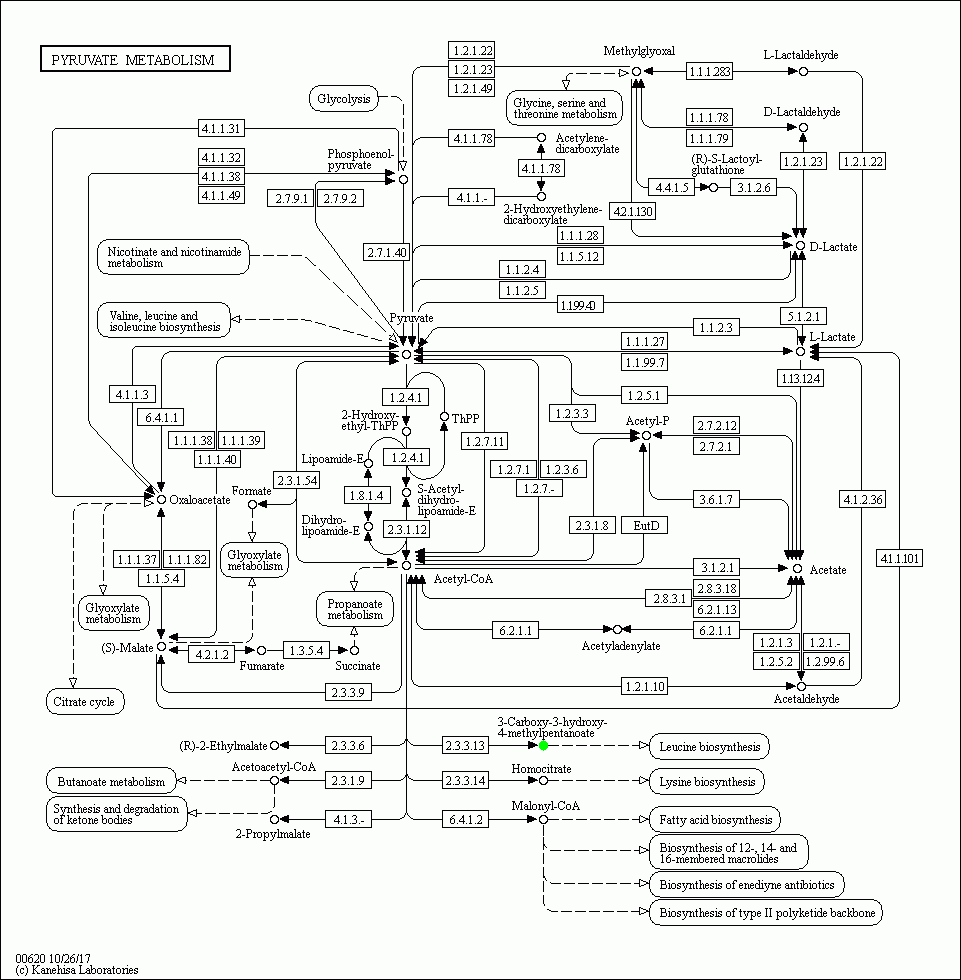 KEGG PATHWAY: Pyruvate metabolism - Reference pathway