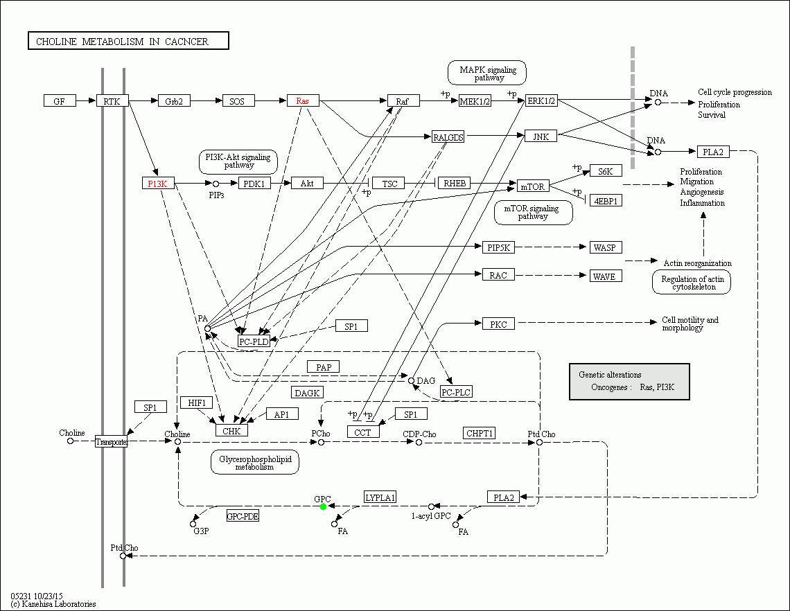 KEGG PATHWAY Choline metabolism in cancer Reference pathway