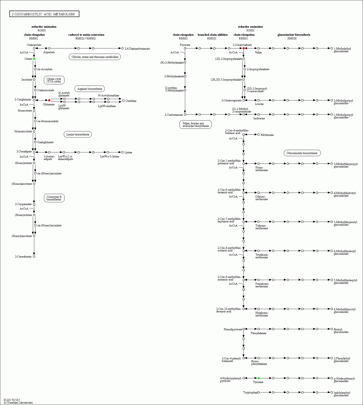 KEGG PATHWAY: 2-Oxocarboxylic acid metabolism - Reference pathway