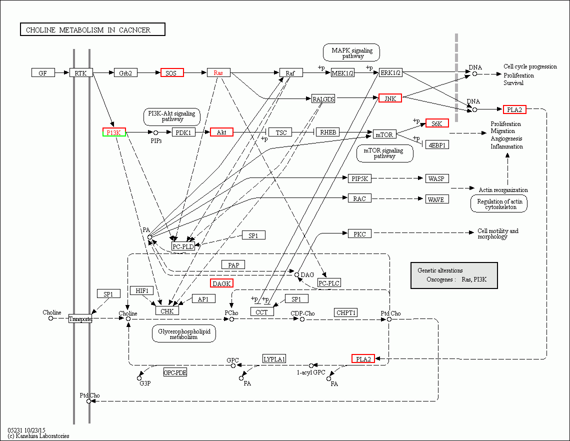KEGG PATHWAY: Choline metabolism in cancer - Reference pathway