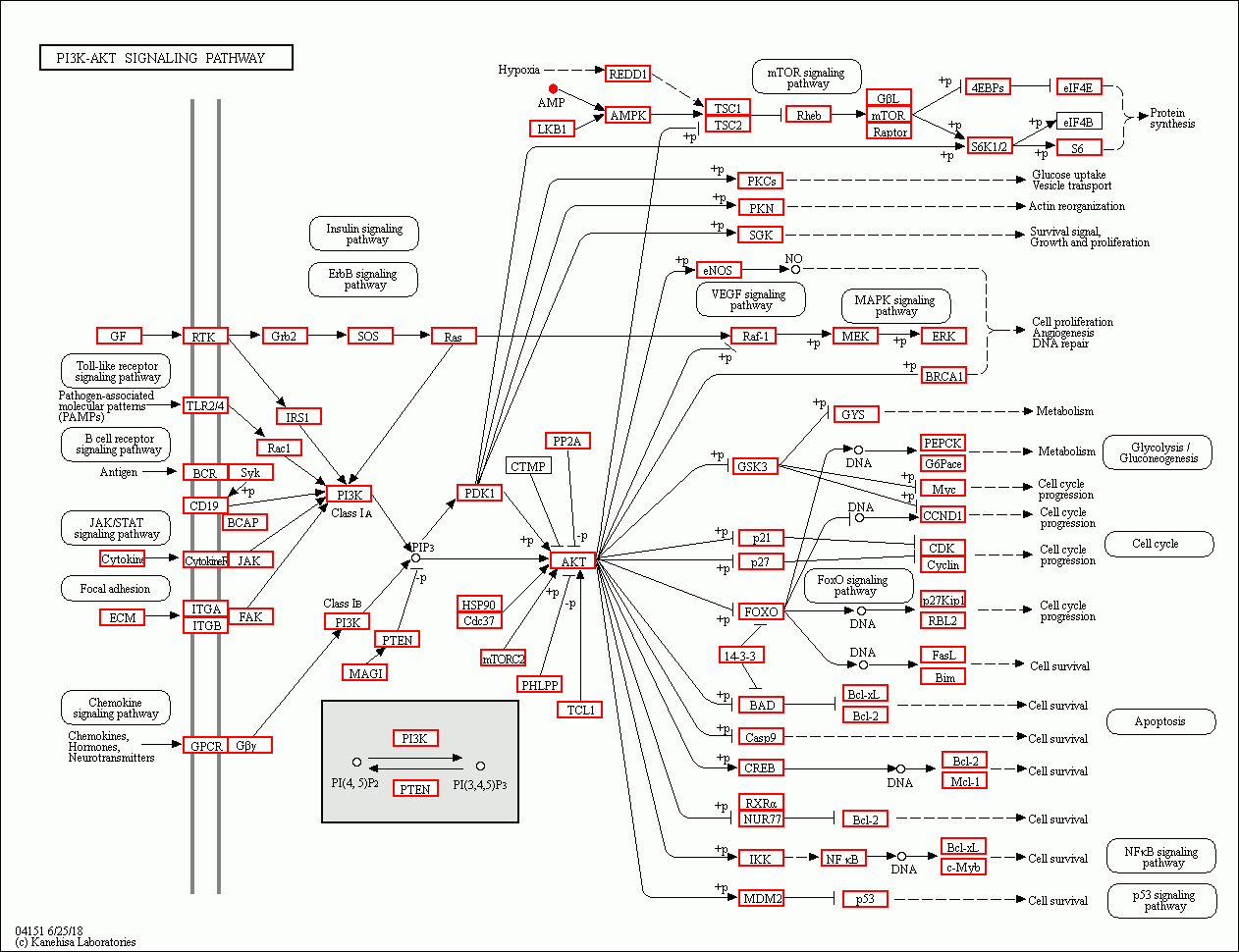 KEGG PATHWAY: PI3K-Akt signaling pathway - Reference pathway