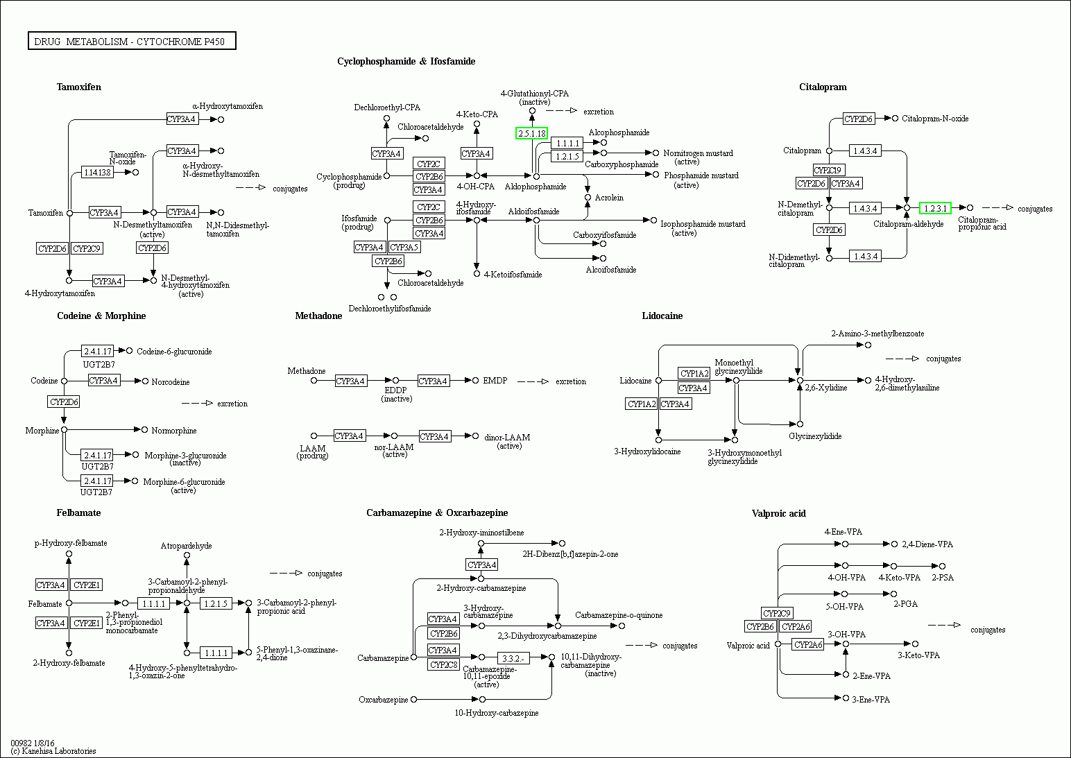 KEGG PATHWAY: Drug metabolism - cytochrome P450 - Reference pathway