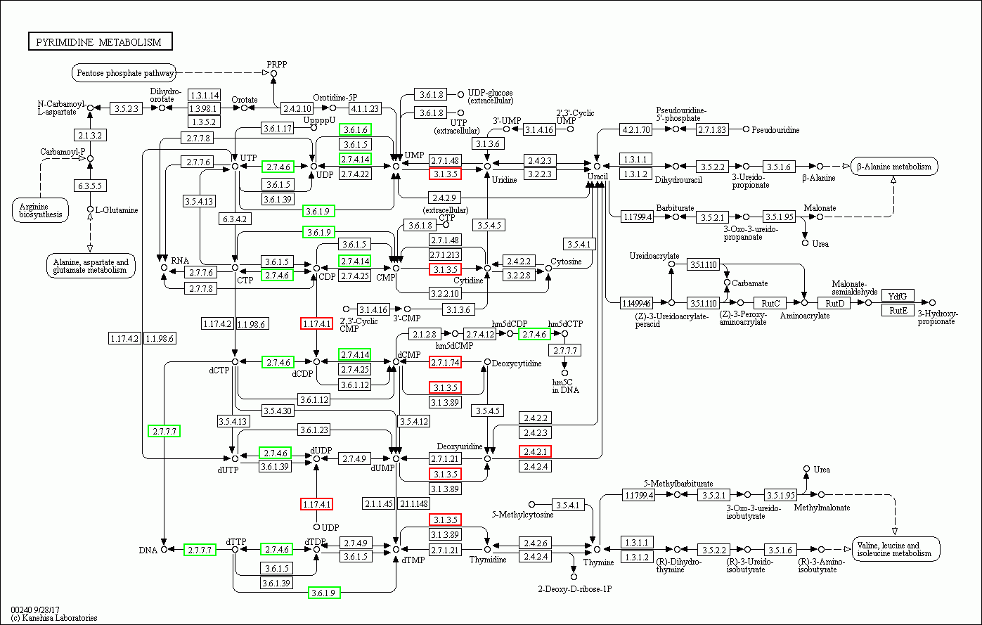 KEGG PATHWAY: Pyrimidine metabolism - Reference pathway