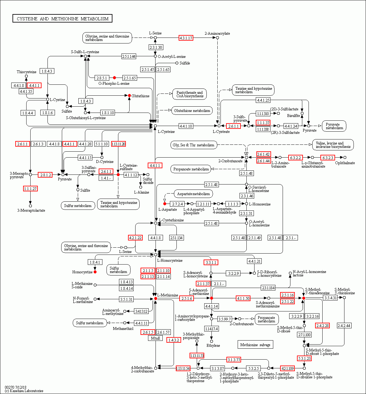 KEGG PATHWAY: Cysteine and methionine metabolism - Reference pathway