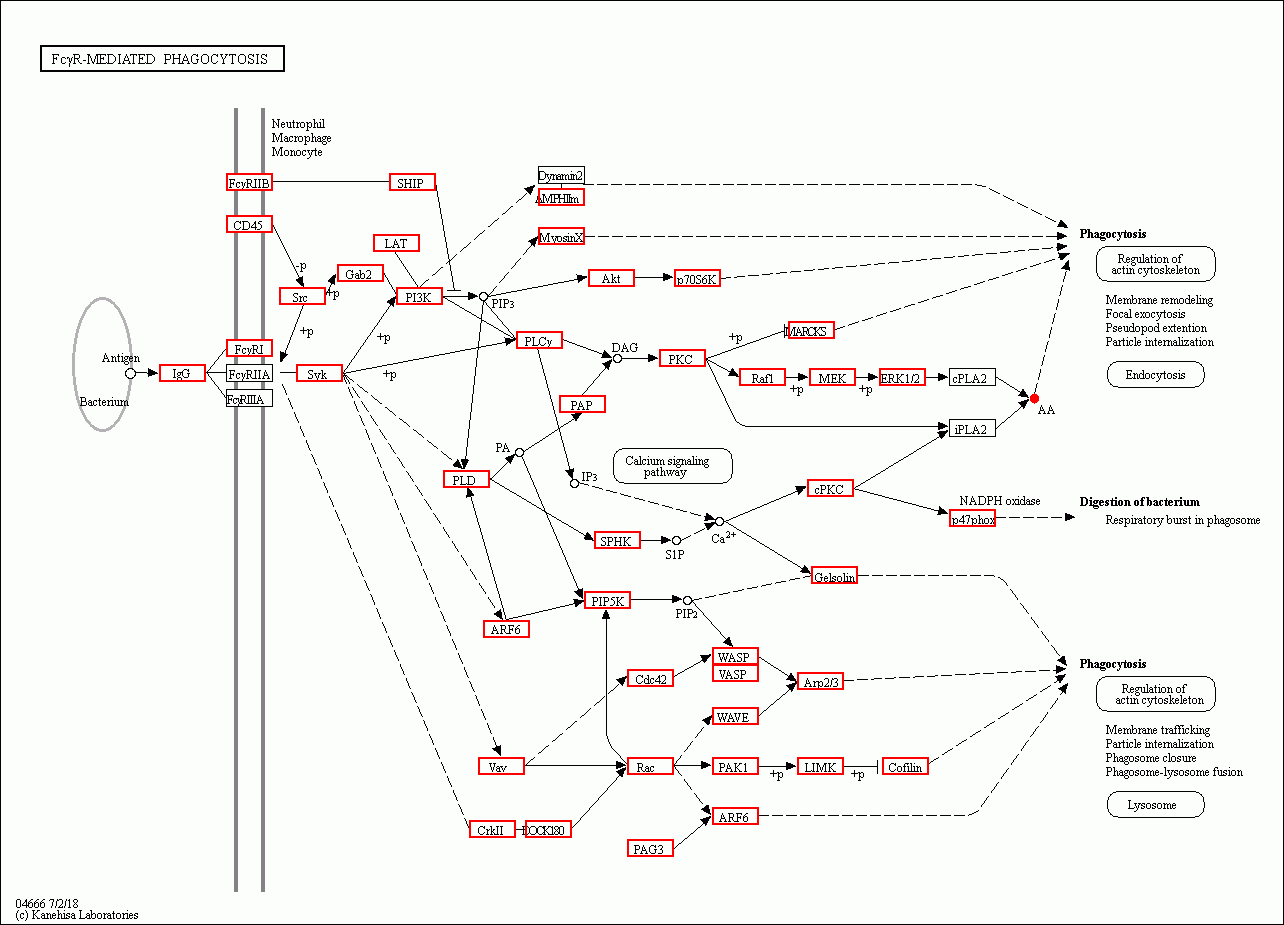 KEGG PATHWAY: Fc gamma R-mediated phagocytosis - Reference pathway