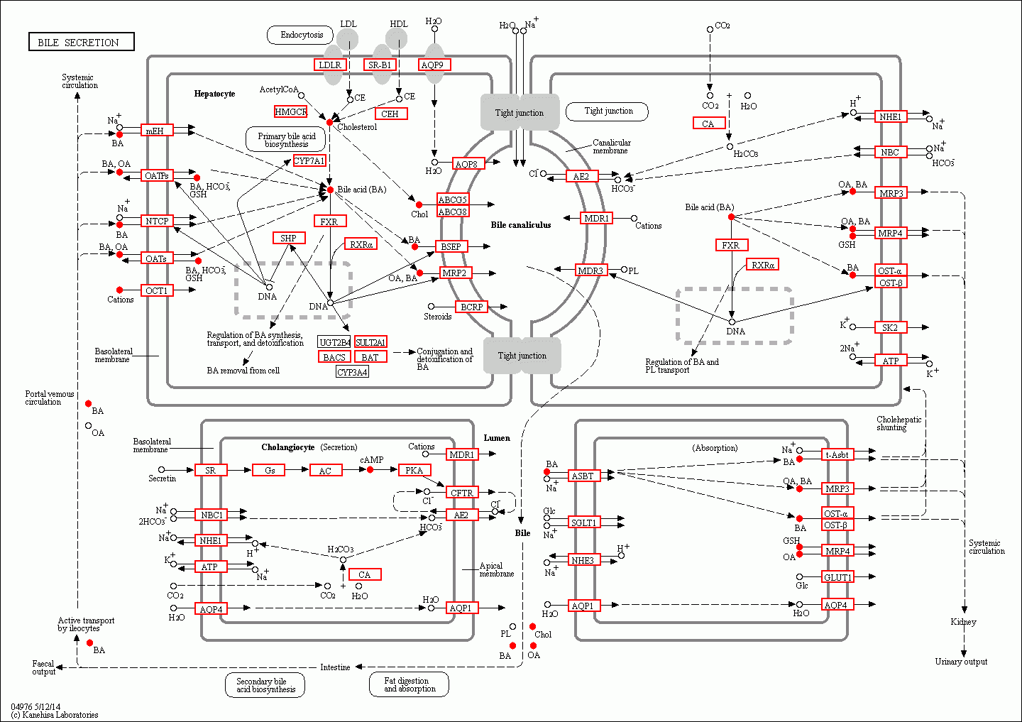 KEGG PATHWAY: Bile secretion - Reference pathway