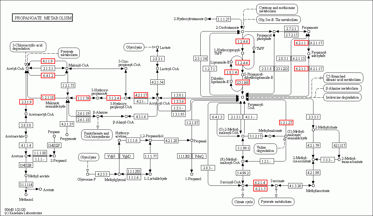 KEGG PATHWAY: Propanoate metabolism - Reference pathway
