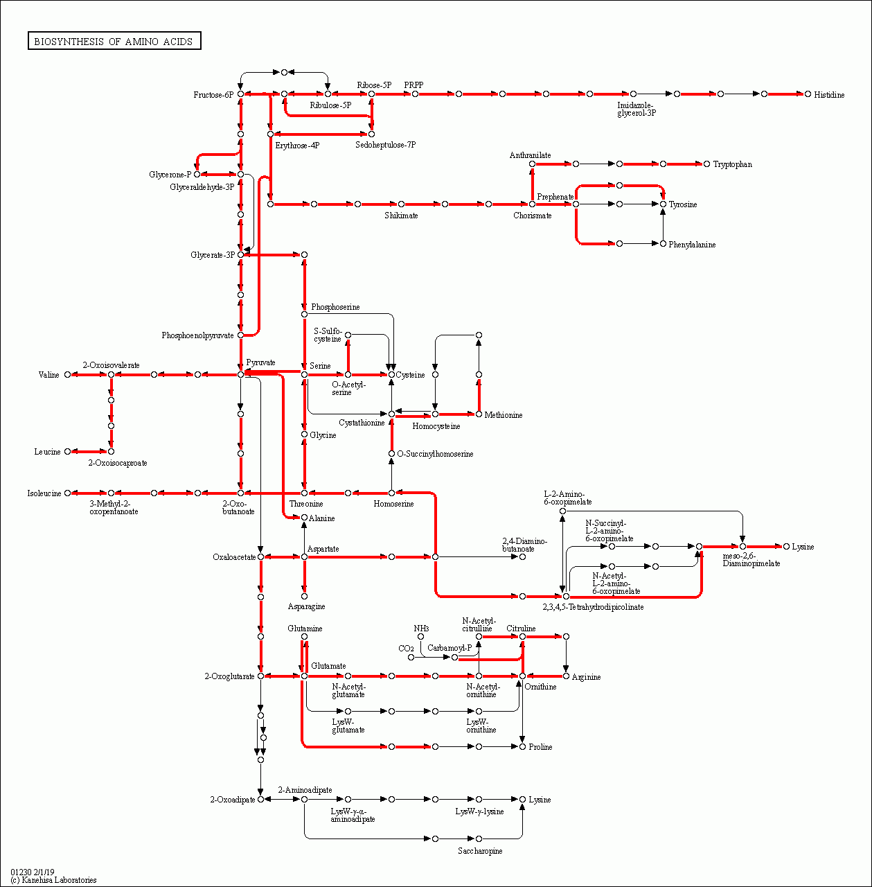 KEGG PATHWAY: Biosynthesis of amino acids - Reference pathway