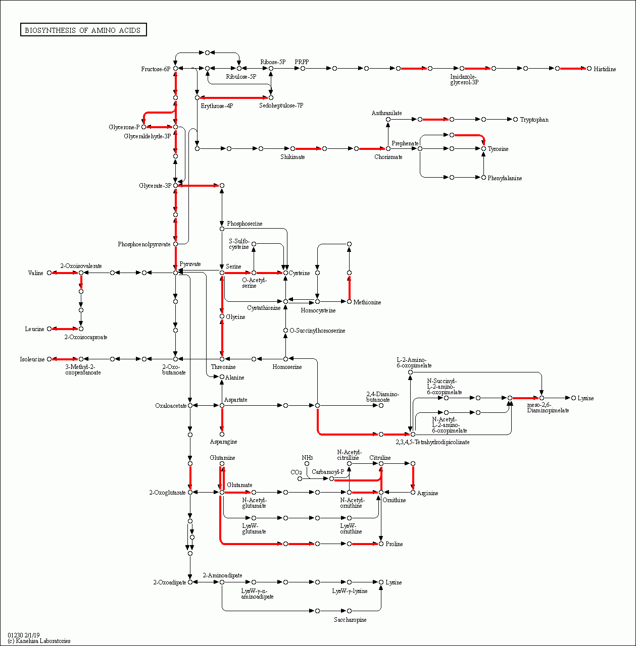 KEGG PATHWAY: Biosynthesis of amino acids - Reference pathway