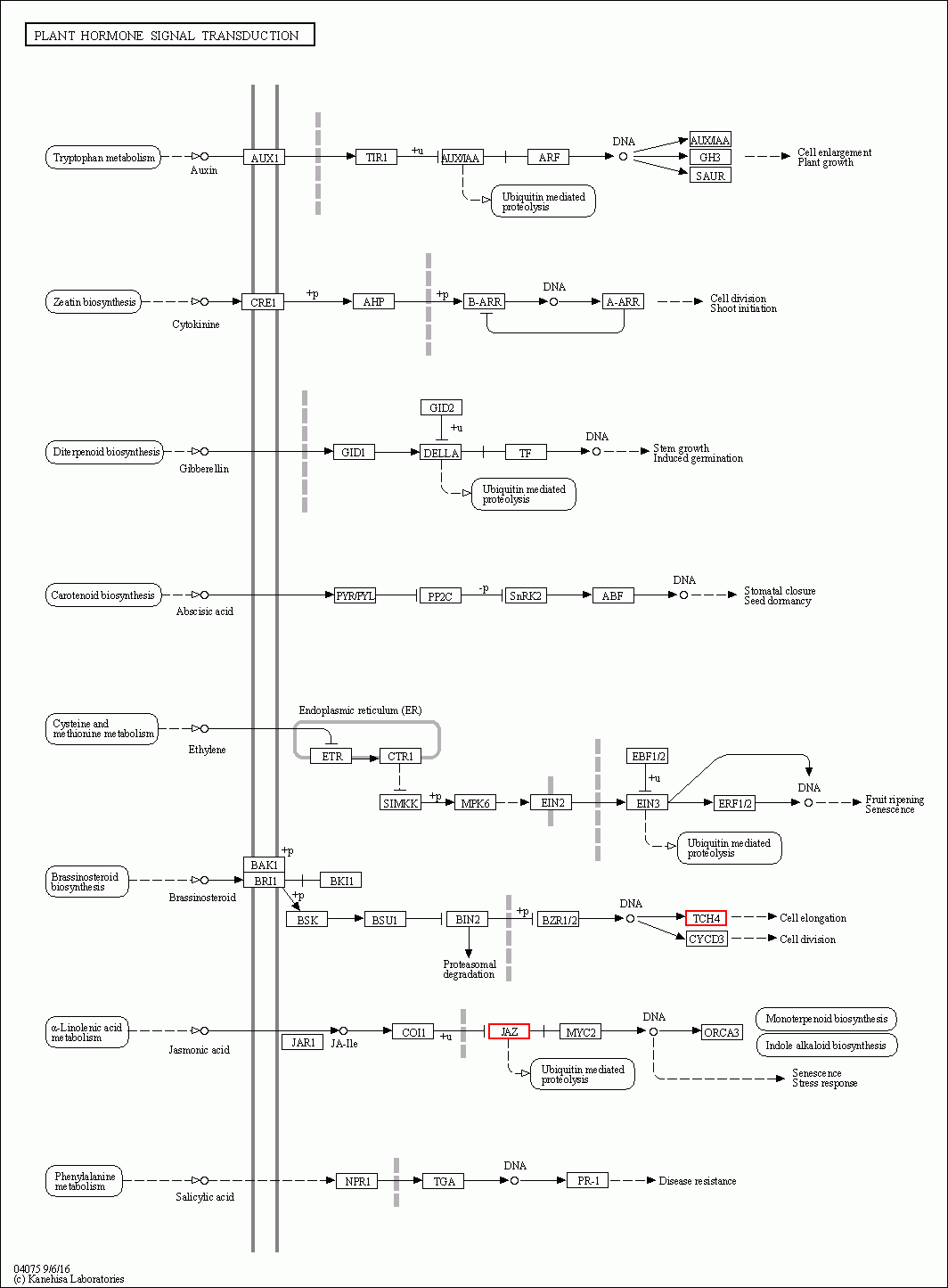 KEGG PATHWAY: Plant hormone signal transduction - Reference pathway