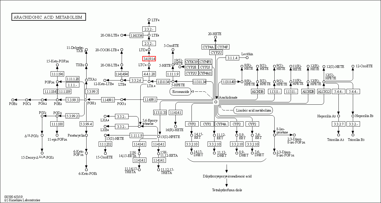 KEGG PATHWAY: Arachidonic acid metabolism - Reference pathway