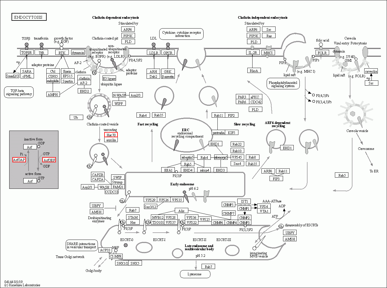 KEGG PATHWAY: Endocytosis - Reference pathway