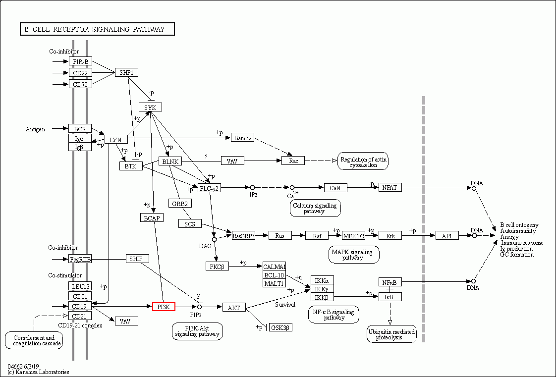 KEGG PATHWAY: B cell receptor signaling pathway - Reference pathway