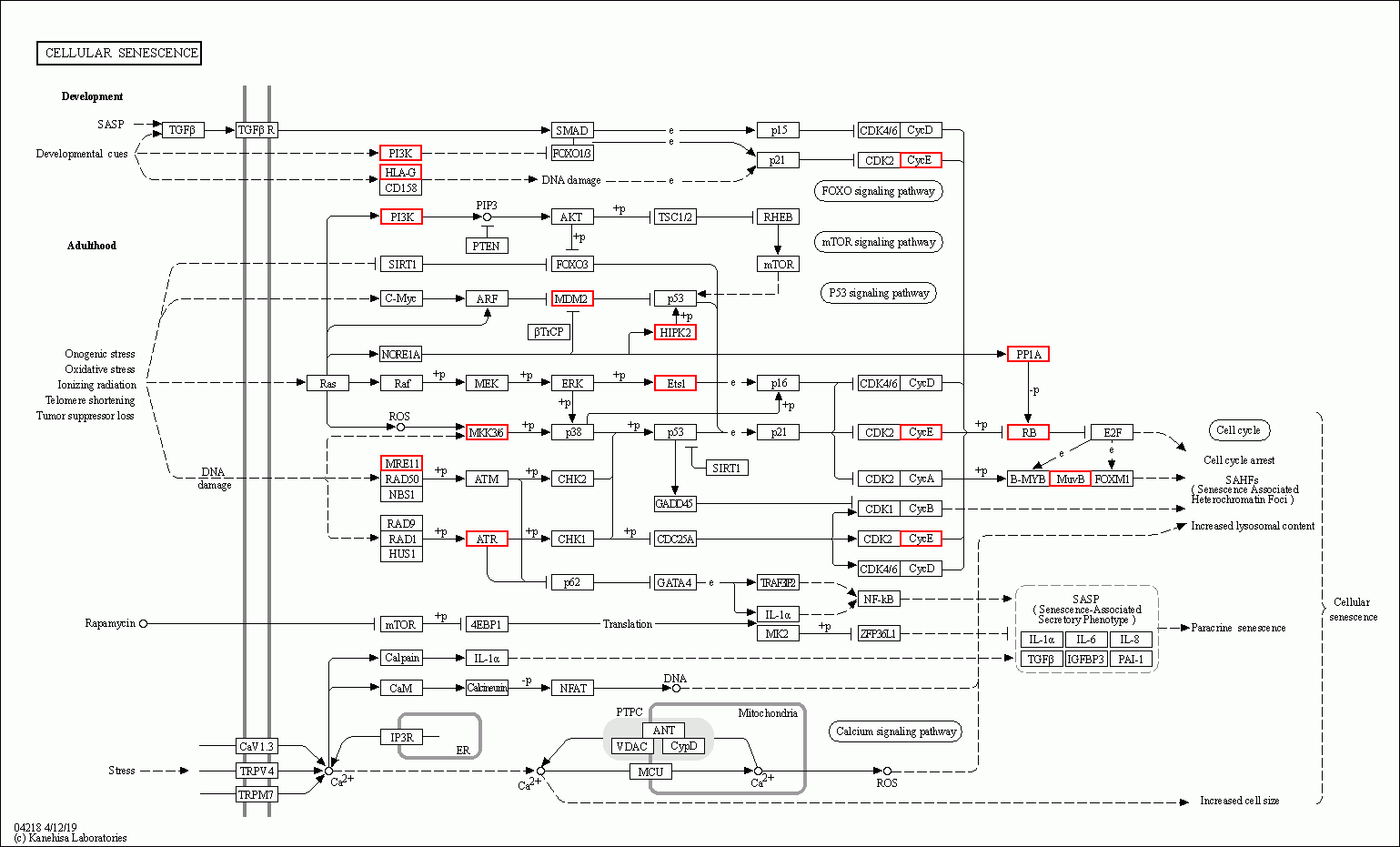 KEGG PATHWAY: Cellular senescence - Reference pathway