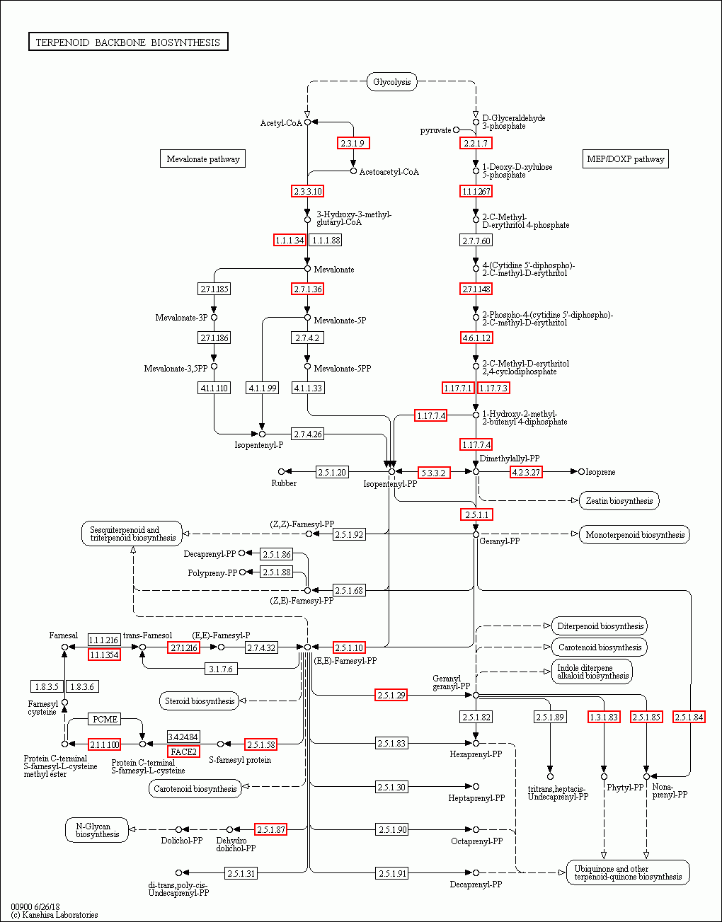 KEGG PATHWAY: Terpenoid backbone biosynthesis - Reference pathway