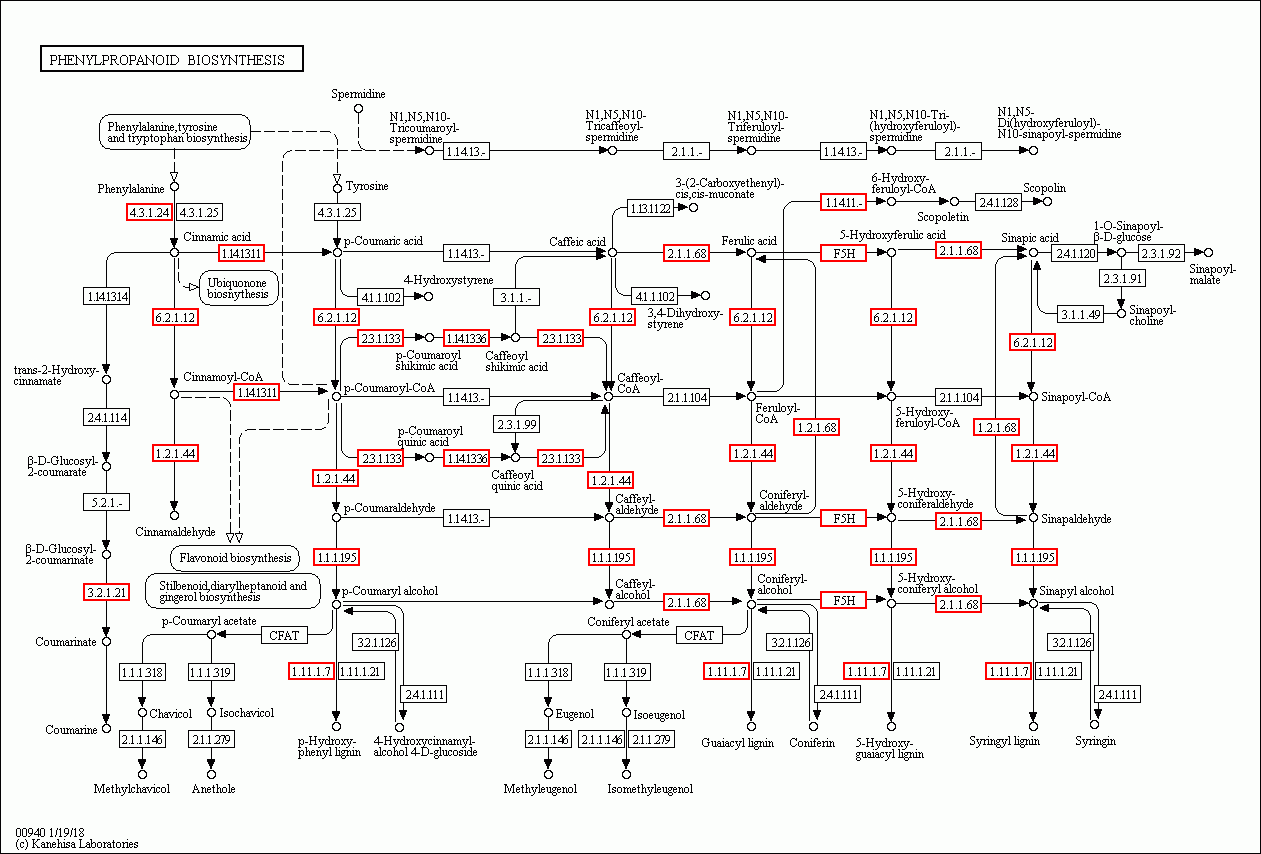 KEGG PATHWAY: Phenylpropanoid biosynthesis - Reference pathway