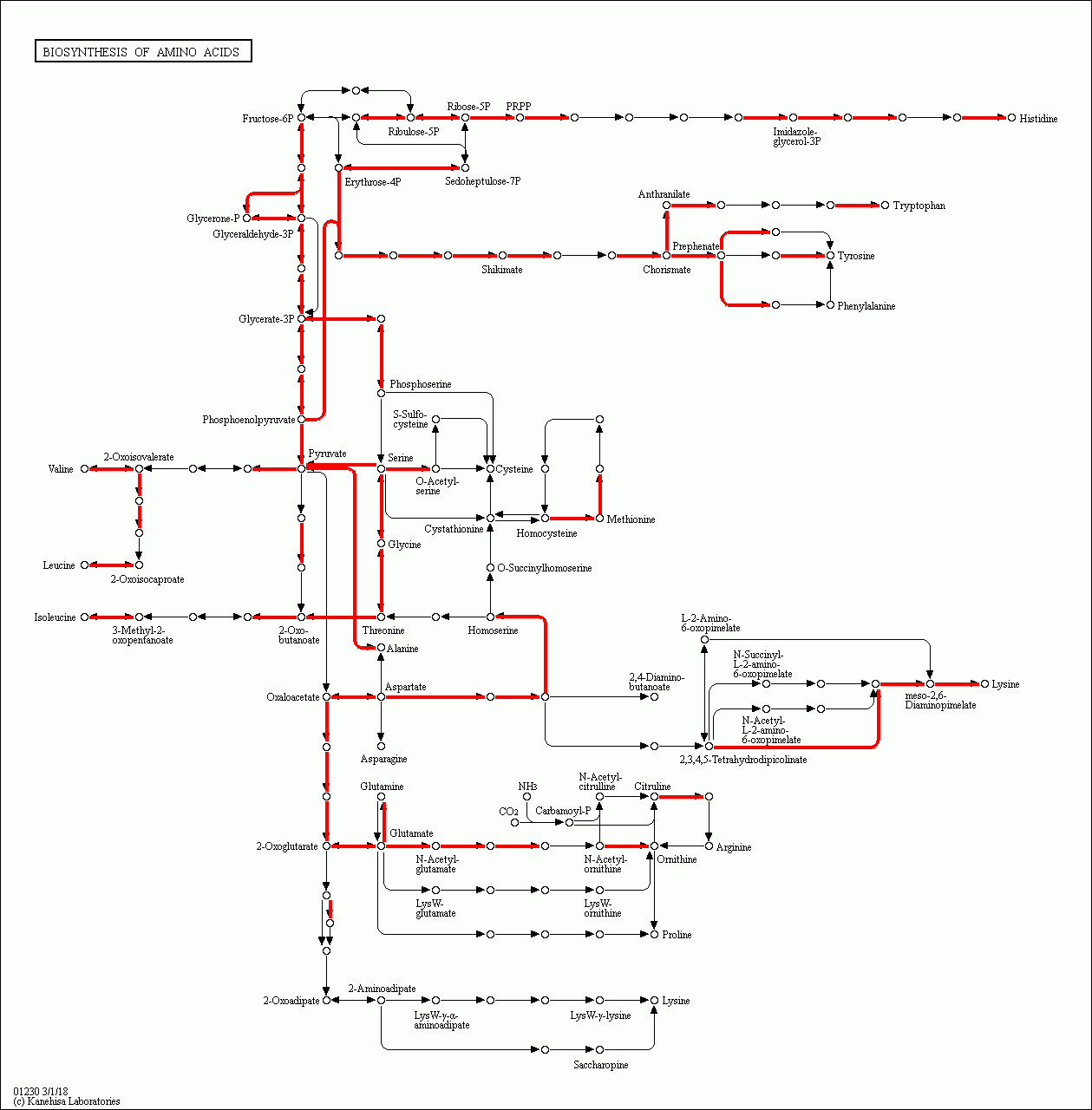 KEGG PATHWAY: Biosynthesis of amino acids - Reference pathway