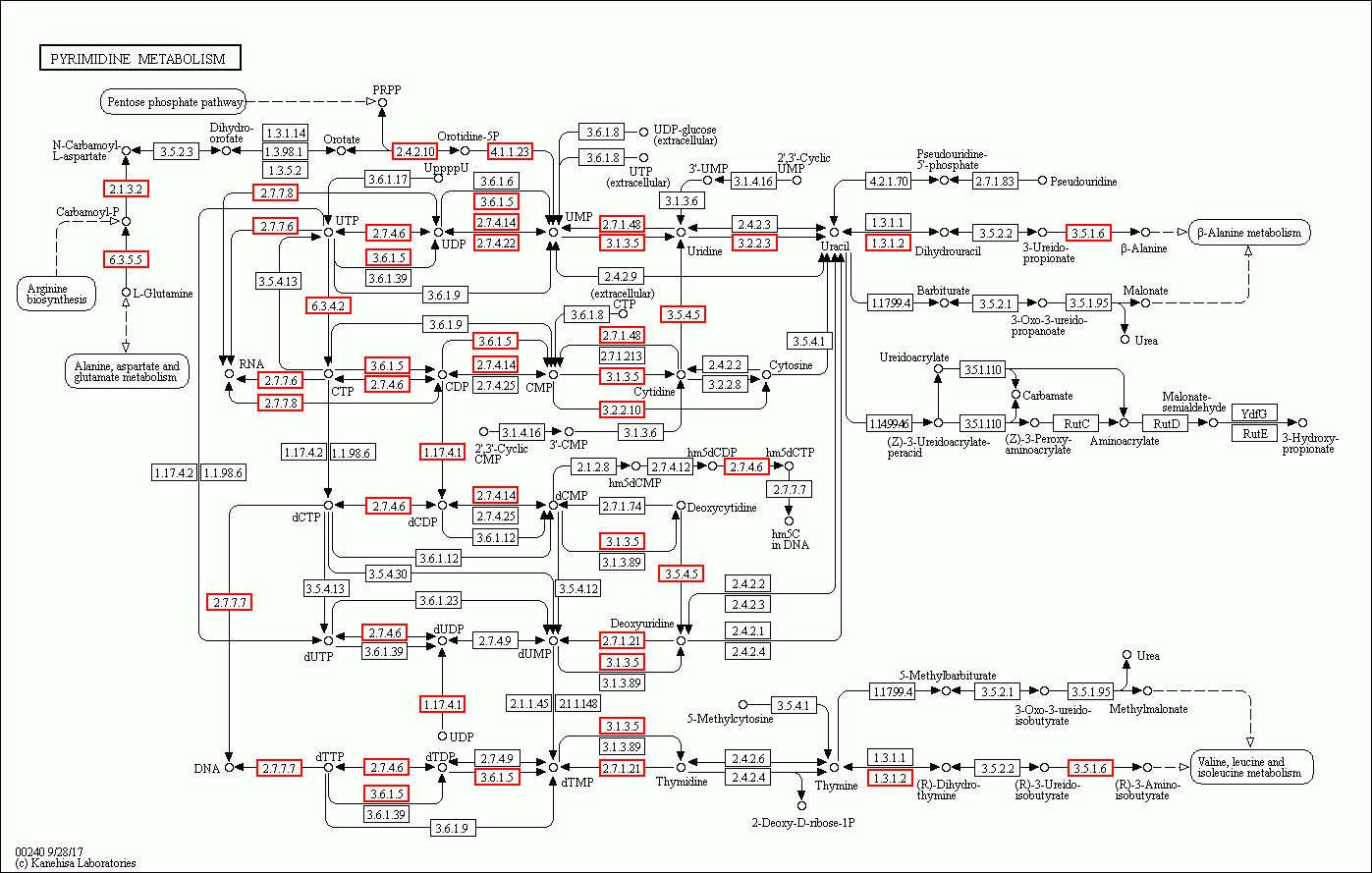 KEGG PATHWAY: Pyrimidine metabolism - Reference pathway