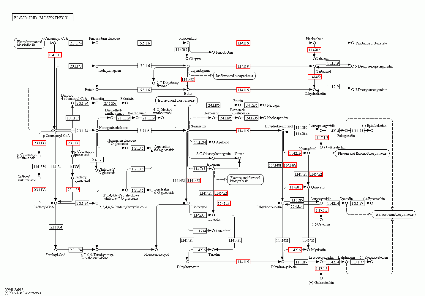 KEGG PATHWAY: Flavonoid biosynthesis - Reference pathway