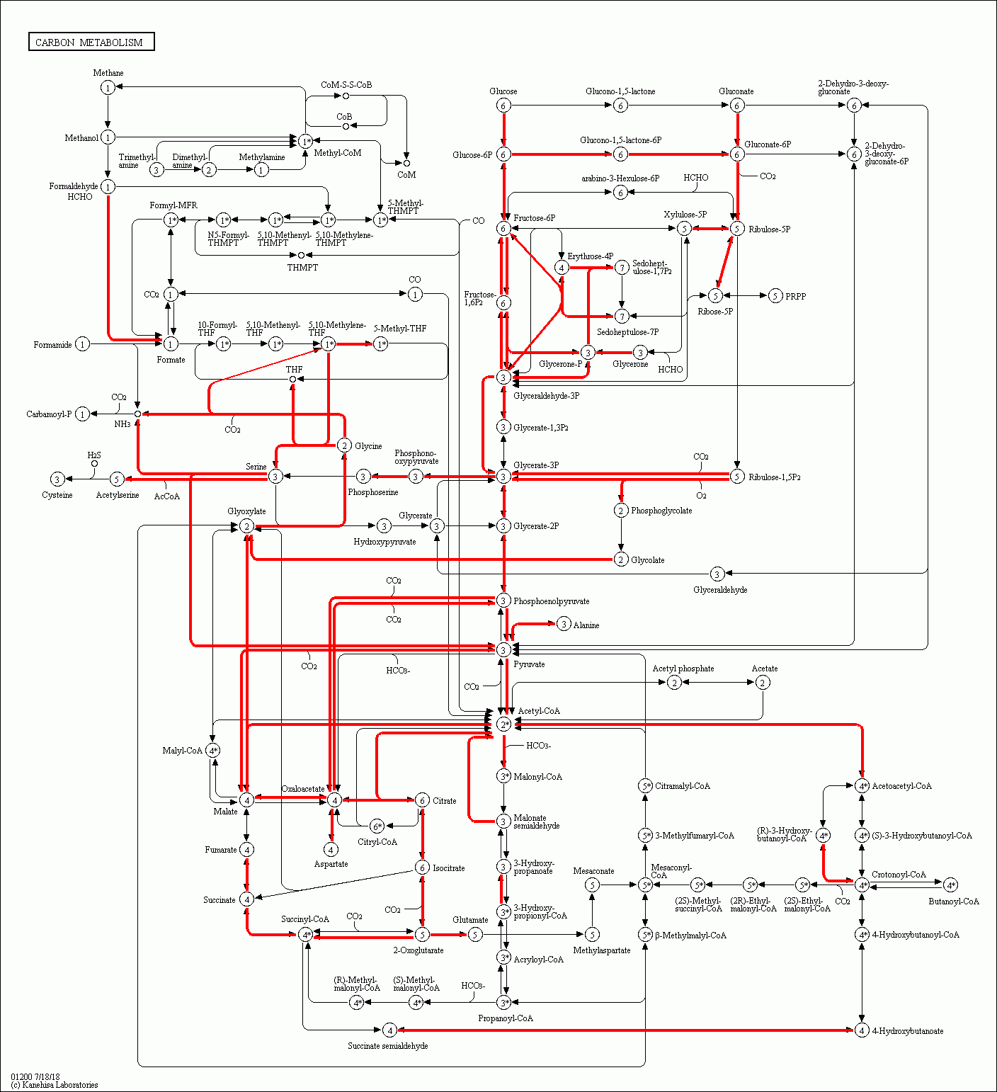 KEGG PATHWAY: Carbon metabolism - Reference pathway