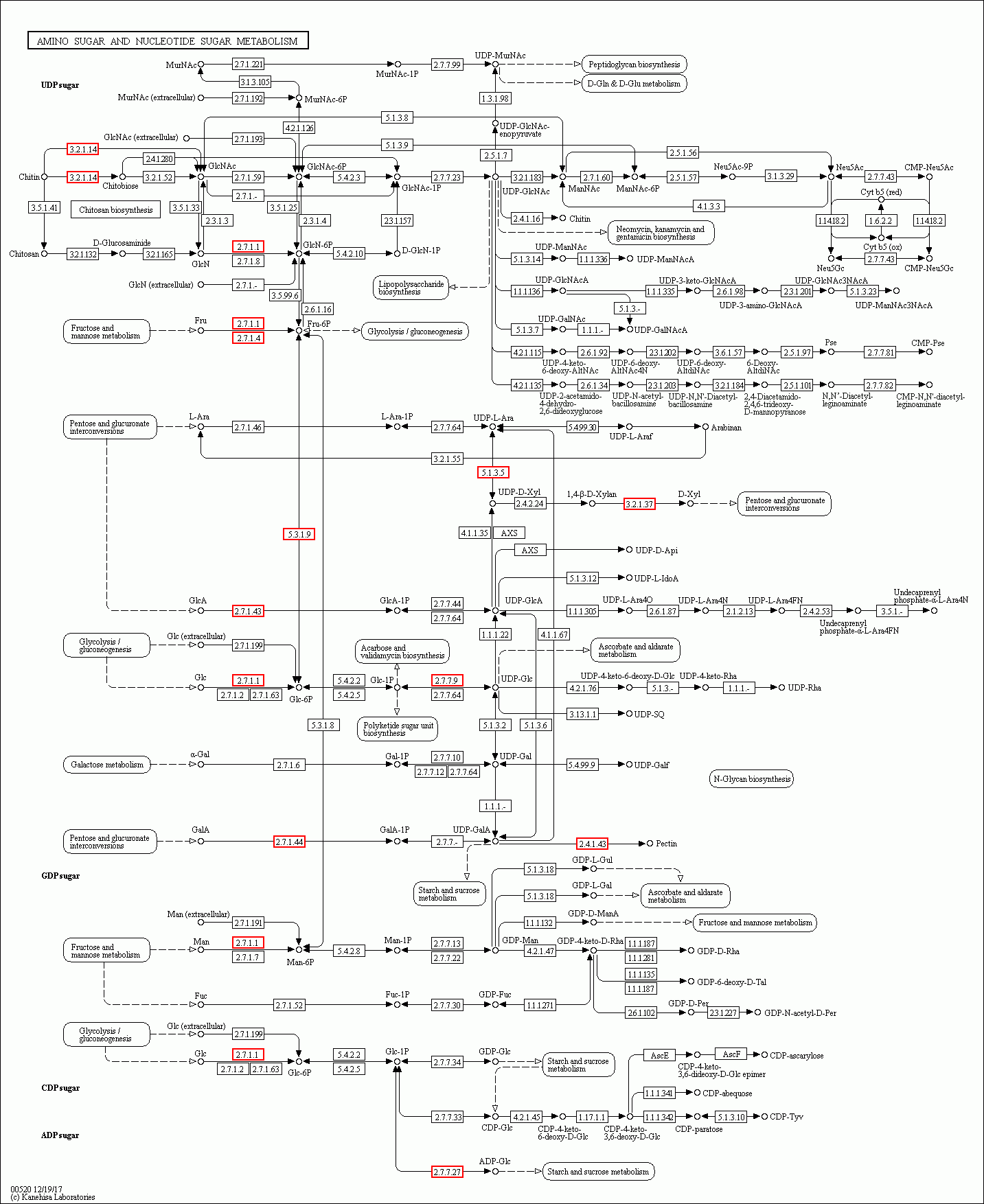 KEGG PATHWAY: Amino sugar and nucleotide sugar metabolism - Reference ...