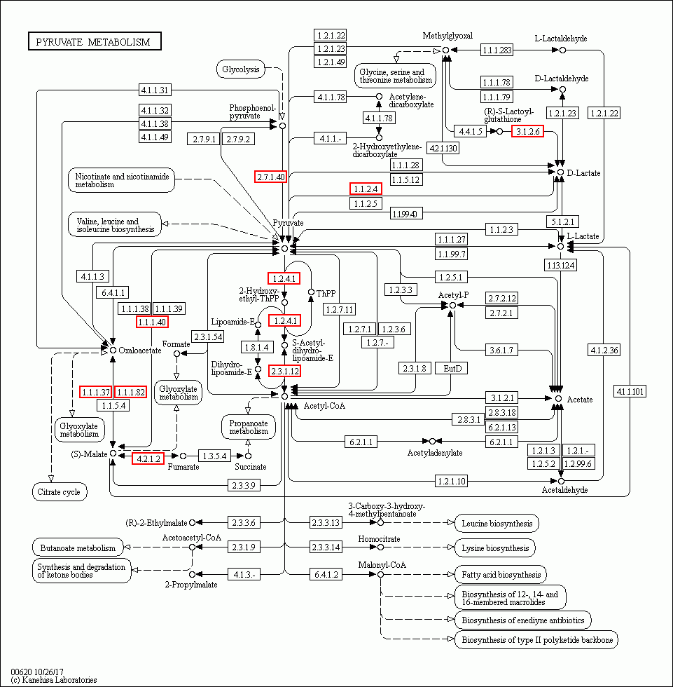 KEGG PATHWAY: Pyruvate metabolism - Reference pathway