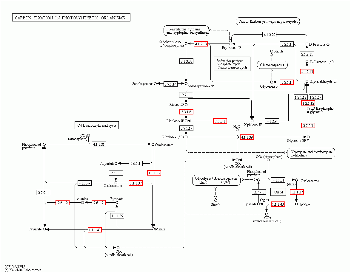 KEGG PATHWAY: Carbon fixation in photosynthetic organisms - Reference ...