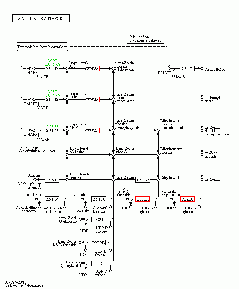 KEGG PATHWAY: Zeatin biosynthesis - Reference pathway